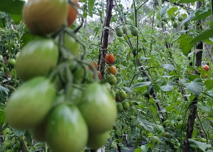 לינה וארוחת בוקר Casa Macianet 3*